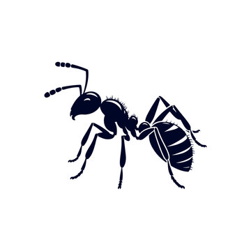 recommend clip art: ant isolated on white background