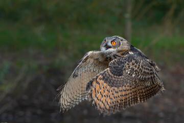 European Eagle Owl (Bubo bubo) flying over a lake in Gelderland in  the Netherlands.      
