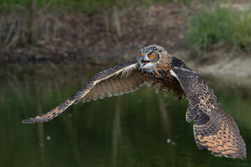 European Eagle Owl (Bubo bubo) flying over a lake in Gelderland in  the Netherlands.      