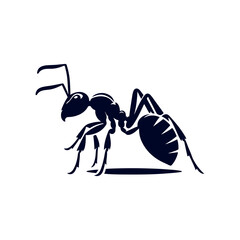 black ant isolated on white