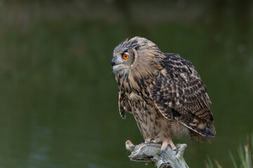 Eurasian Eagle-Owl (Bubo bubo) sitting on a pole in Gelderland  in the Netherlands    