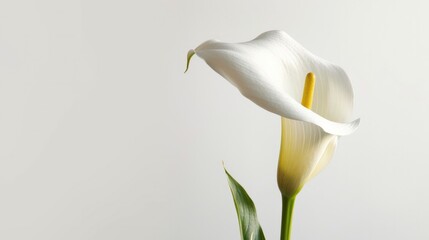 A single white calla lily with elegant gold veined leaves, gracefully standing tall against a pristine white backdrop.