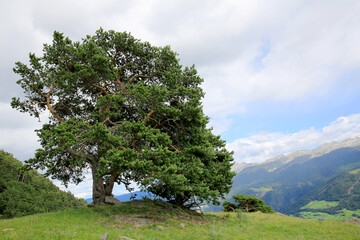 Bergkiefer auf Hügel in Landschaft, Südtirol, Italien, Europa 