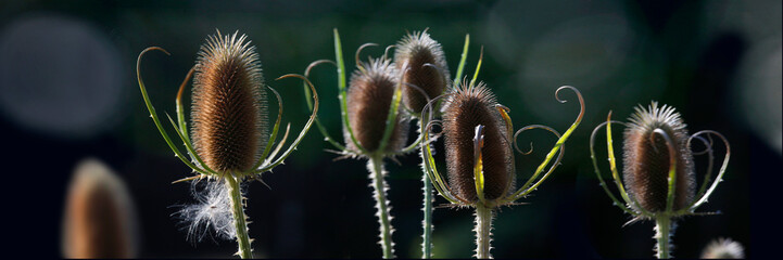 Wilde Karde (Dipsacus fullonum) Pflanze im Gegenlicht, Panorama, Heilpflanze 