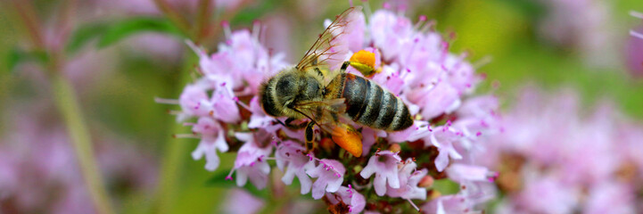 Honigbiene sitzt auf rosa Blüte, Panorama  © Aggi Schmid