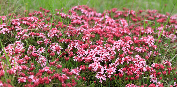 Rosmarin-Seidelbast (Daphne cneorum) auch  Flaum-Steinr&ouml;slein, Flaumiger Seidelbast, Alpenpflanze mit rosa Bl&uuml;ten, Panorama 
