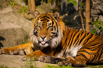 critically endangered Sumatran tiger