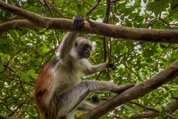 Zanzibar red king colobus closeup