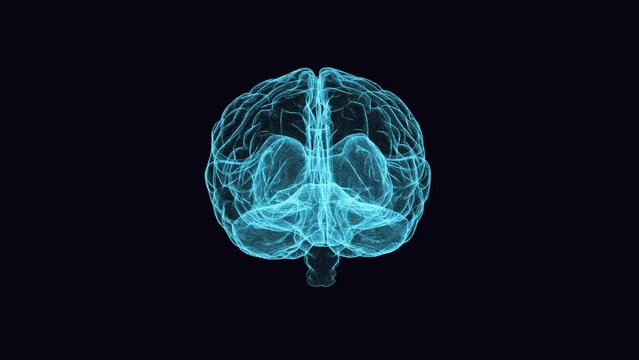 3d animation graphic design of brain and brain stem in alpha background. Brain showing and spinning with mri scan in creativity model and health concept with wire frames alpha transparent background.