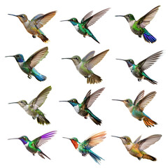 Obraz premium Hummingbird png element set, transparent background