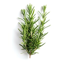 Fototapeta premium Fresh Rosemary Sprigs on White