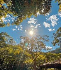 Obraz premium Sun Shining Through Trees on a Sunny Day