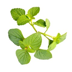 Mexican Mint, known for its robust flavor, is a staple in both Mexican and Indian cuisines, isolated on white.