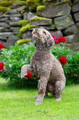 Lagotto Romagnolo bettelt um ein Leckerchen