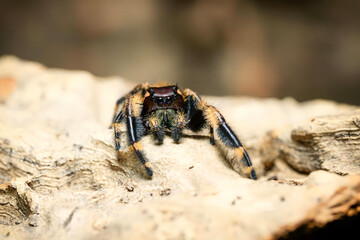 Phidippus otiosus Orange Form jumping spider front view the family Salticidae animal arachnid family jumping web spider. Phidippus otiosus orange brown spider macro photography.