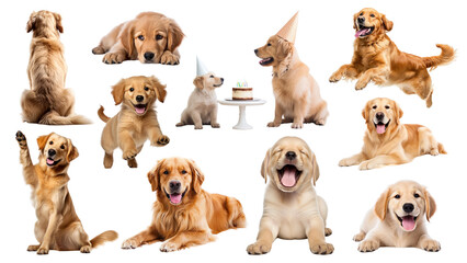 Fototapeta premium Cute Golden Retriever dog png element set, transparent background