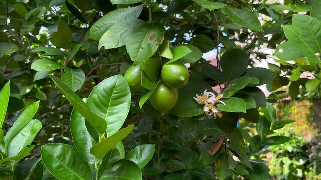 limes that are still on the tree and ready to be picked