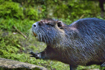 Nutria