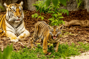 Tiger cubs playing with his mother,sumatra tiger Panthera tigris