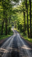 Naklejka premium The road through the spring forest