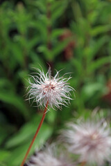 Closeup of a Pasque flower, North Yorkshire England
