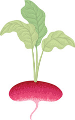 Fresh radish with top leaves icon. Organic tuber vegetable, harvest. Natural root veggies. Raw and healthy food crop composition. Flat graphic vector illustration isolated on white background