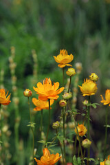 Obraz premium Closeup of Chinese Globeflower blooms, North Yorkshire England 