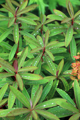 Obraz premium Macro image of Griffith's Spurge foliage covered in rain drops, North Yorkshire England 