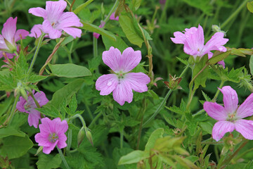 Macro image of pink Cranesbilll flowers, North Yorkshire England
