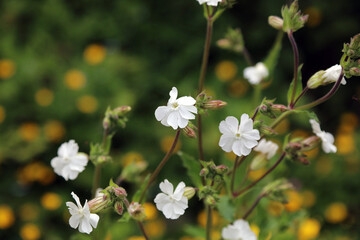 Macro image of White Campion blooms, North Yorkshire England
