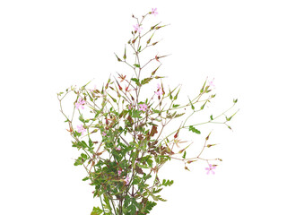 Bunch of Herb Robert plant with pink flower isolated on white, Geranium robertianum