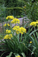 Yellow Garlic plants, North Yorkshire England
