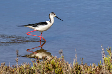 Black-winged stilt, Himantopus himantopus in Ria Formosa Natural Reserve, Algarve Portugal.