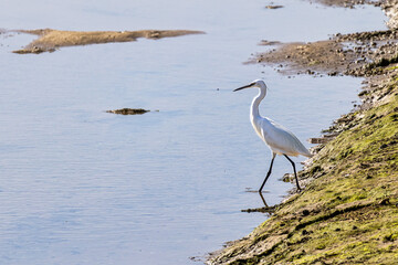 The little egret, Egretta garzetta in Ria Formosa Natural Reserve, Algarve Portugal