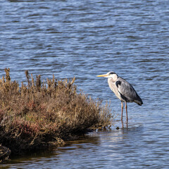 Grey Heron, Ardea cinerea in Ria Formosa Natural Reserve, Algarve Portugal