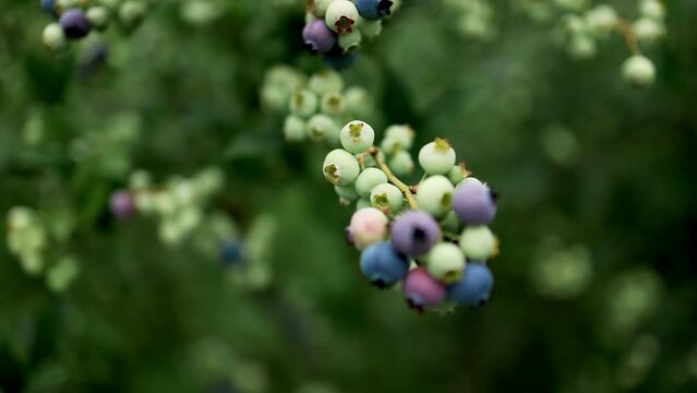 Blueberries ripen in summer garden, Vaccinium angustifolium organic blueberry produce. Northern blueberry or sweet hurts (Vaccinium boreale) cultivated at bio farm
