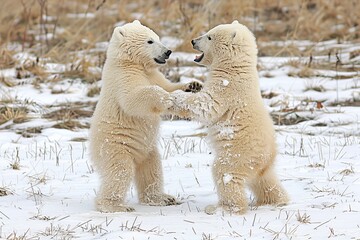 Two Polar Bear Cubs Play in the Snow