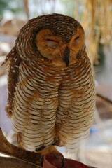 The Spotted Wood Owl (Strix seloputo) is a striking owl species known for its distinctive markings and habitat preferences. Native to Southeast Asia|點斑林鴞