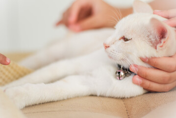 children hands touching white cat on the beige couch