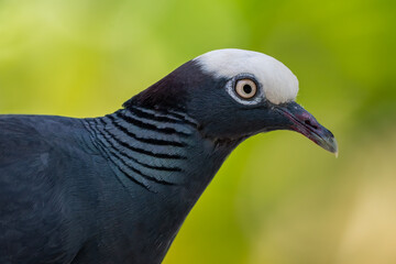 White-crowned Pigeon - Patagioenas leucocephala, beautiful pigeon from the Caribbean forests and woodlands, Jamaica.