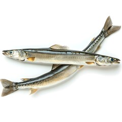 Two pond smelts on white background