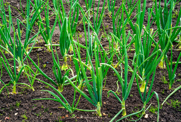 Close up of Onions growing in a garden (Allium cepa)
