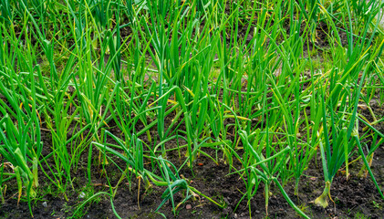 Close up of Onions growing in a garden (Allium cepa)
