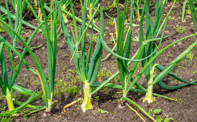 Close up of Onions growing in a garden (Allium cepa)
