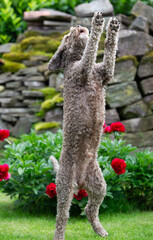 Lagotto Romagnolo macht Männchen