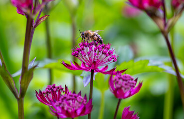 Bee taking nectar from Astrantia flower during summer pollination season. Vivid pink blooms. Pollen baskets on side of insect. Wicklow, Ireland