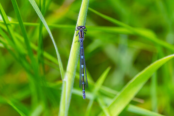 Female Azure Damselfly 