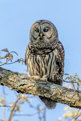 A Barred Owl Shows off its Nictitating Membrane Giving It an Ghostly Appearance.