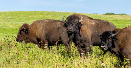 Three Bison on a Prairie Stare at a Photographer