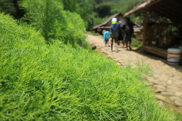 Obraz premium land covered with grass, lush green grass